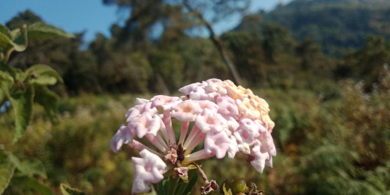 Ale Chojeke Kalimpong Exterior foto